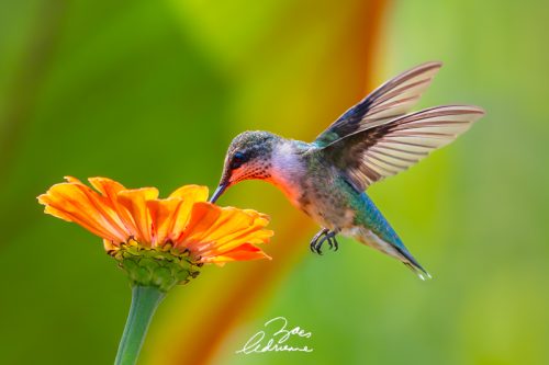 Sip of Zinnia (Ruby-throated Hummingbird)