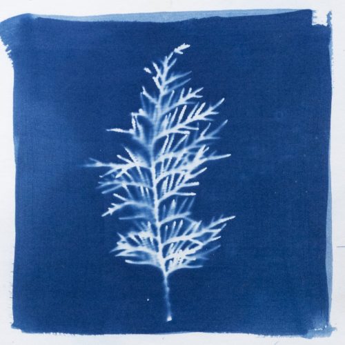 Tami-Martin-Cedrus
